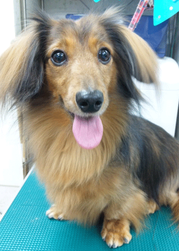 �~�j�`���A�_�b�N�X�t���h�g���~���O�摜52