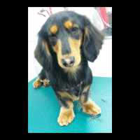 �g���~���O�摜�~�j�`���A�_�b�N�X�t���h53