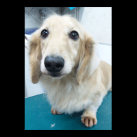 �g���~���O�摜�~�j�`���A�_�b�N�X�t���h54