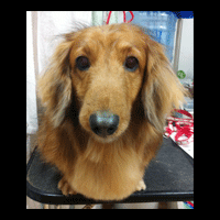 �g���~���O�摜�~�j�`���A�_�b�N�X�t���h55