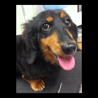 �g���~���O�摜�~�j�`���A�_�b�N�X�t���h56