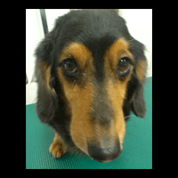 �g���~���O�摜�~�j�`���A�_�b�N�X�t���h58