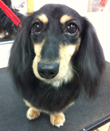 �~�j�`���A�_�b�N�X�t���h�g���~���O�摜6