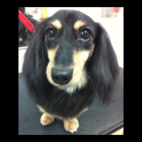 �g���~���O�摜�~�j�`���A�_�b�N�X�t���h6