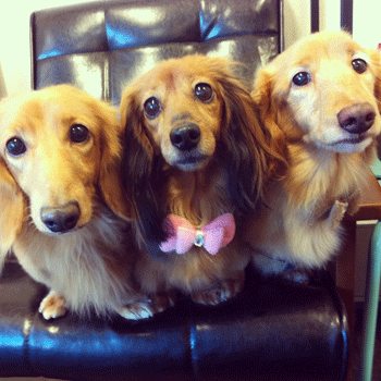 �~�j�`���A�_�b�N�X�t���h�g���~���O�摜60