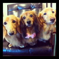 �g���~���O�摜�~�j�`���A�_�b�N�X�t���h60