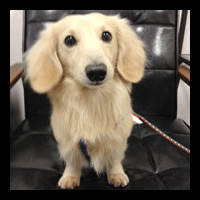 �g���~���O�摜�~�j�`���A�_�b�N�X�t���h61