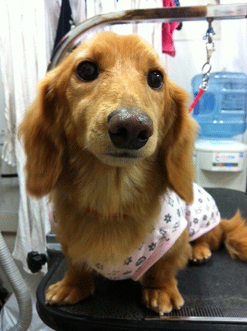 �~�j�`���A�_�b�N�X�t���h�g���~���O�摜7