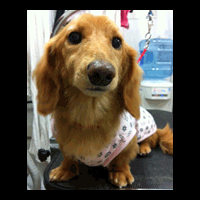 �g���~���O�摜�~�j�`���A�_�b�N�X�t���h7