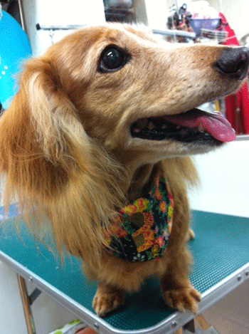 �~�j�`���A�_�b�N�X�t���h�g���~���O�摜8