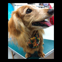 �g���~���O�摜�~�j�`���A�_�b�N�X�t���h8