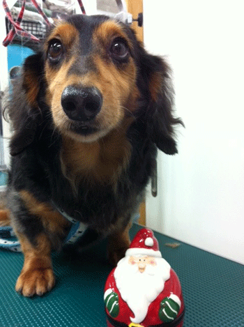 �~�j�`���A�_�b�N�X�t���h�g���~���O�摜9