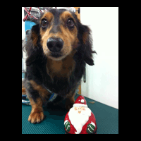 �g���~���O�摜�~�j�`���A�_�b�N�X�t���h9