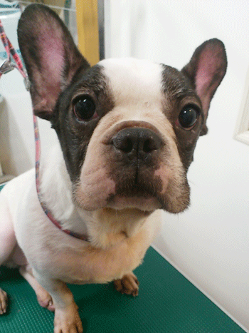 �t�����`�u���h�b�O�g���~���O�摜1