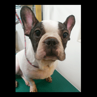 �g���~���O�摜�t�����`�u���h�b�O1