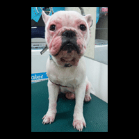 �g���~���O�摜�t�����`�u���h�b�O2