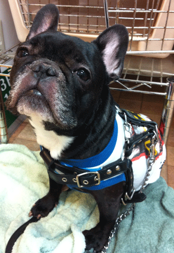 �t�����`�u���h�b�O�g���~���O�摜3