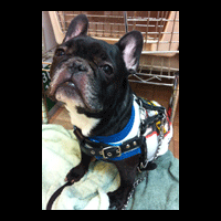 �g���~���O�摜�t�����`�u���h�b�O3