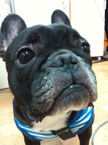 �t�����`�u���h�b�O�g���~���O�摜4