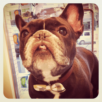 �t�����`�u���h�b�O�g���~���O�摜5