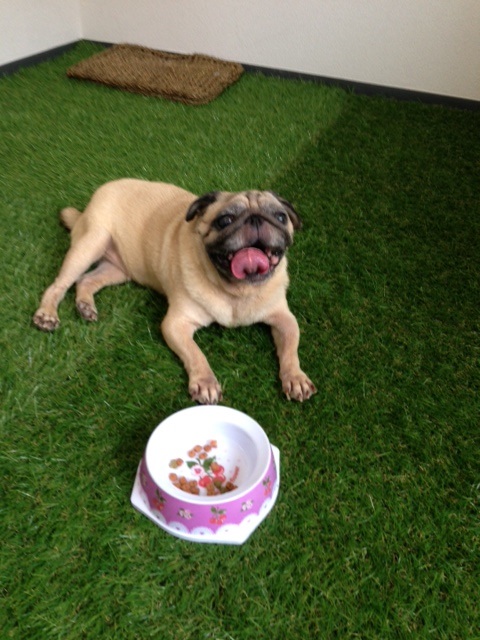 �����y�b�g�z�e���摜1