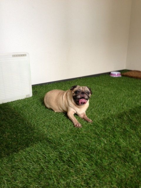 �����y�b�g�z�e���摜2