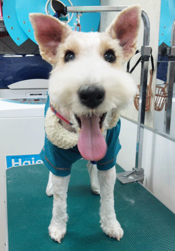 ���C���[�t�H�b�N�X�e���A�g���~���O�摜1