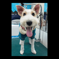 �g���~���O�摜���C���[�t�H�b�N�X�e���A1