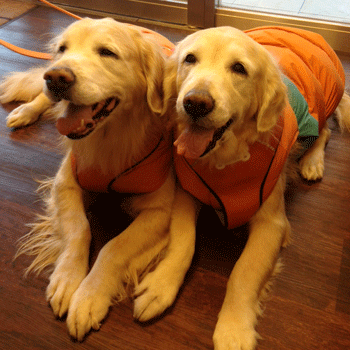 �S�[���f�����g���[�o�[�g���~���O�摜2