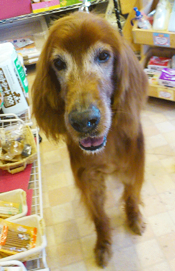 �A�C���b�V���E�Z�b�^�[�g���~���O�摜1