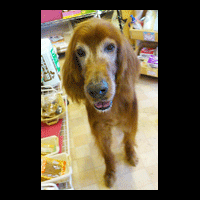 �g���~���O�摜�A�C���b�V���E�Z�b�^�[1