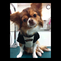 �g���~���O�摜�`����1