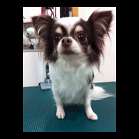 �g���~���O�摜�`����4