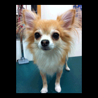 �g���~���O�摜�`����5