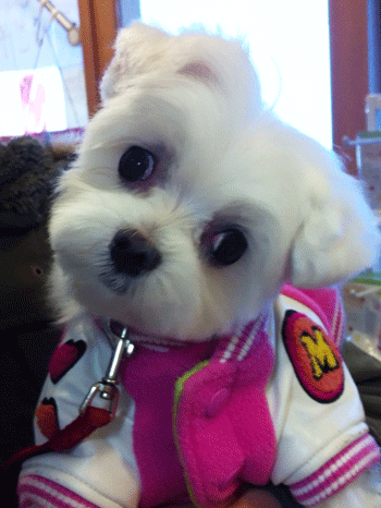 �}���`�[�Y�g���~���O�摜1