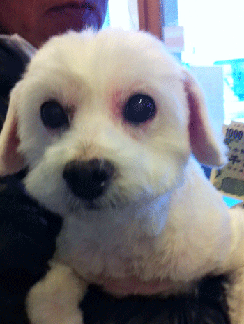 �}���`�[�Y�g���~���O�摜2