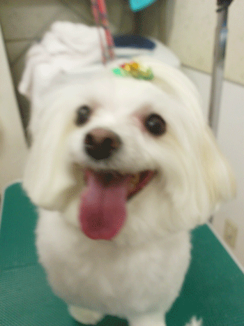 �}���`�[�Y�g���~���O�摜4