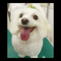 �g���~���O�摜�}���`�[�Y4