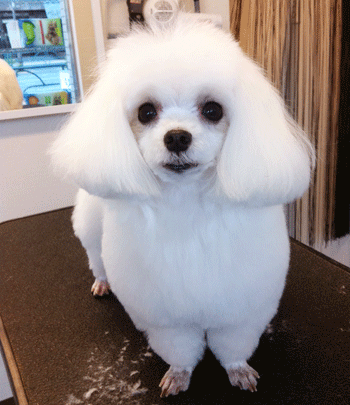 �}���`�[�Y�g���~���O�摜5