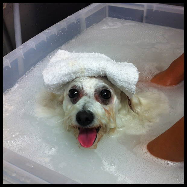 �}�C�N���o�u���摜4