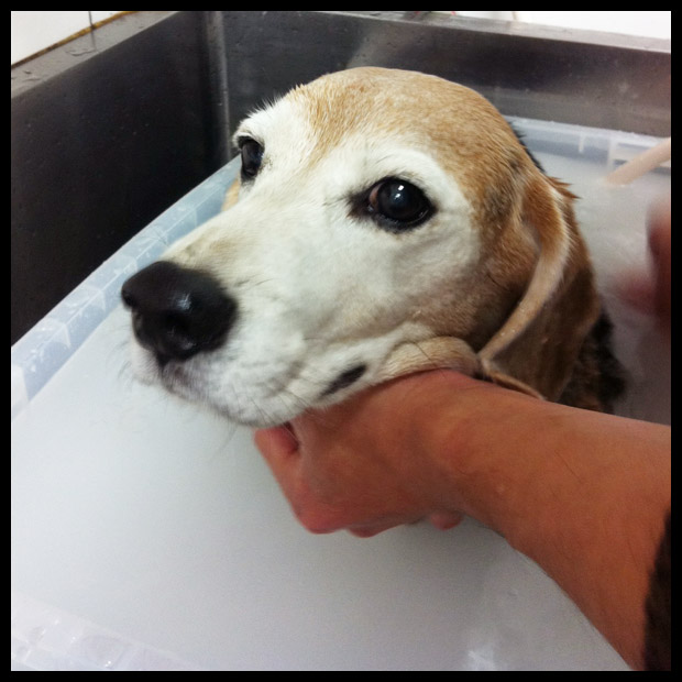 �}�C�N���o�u���摜5