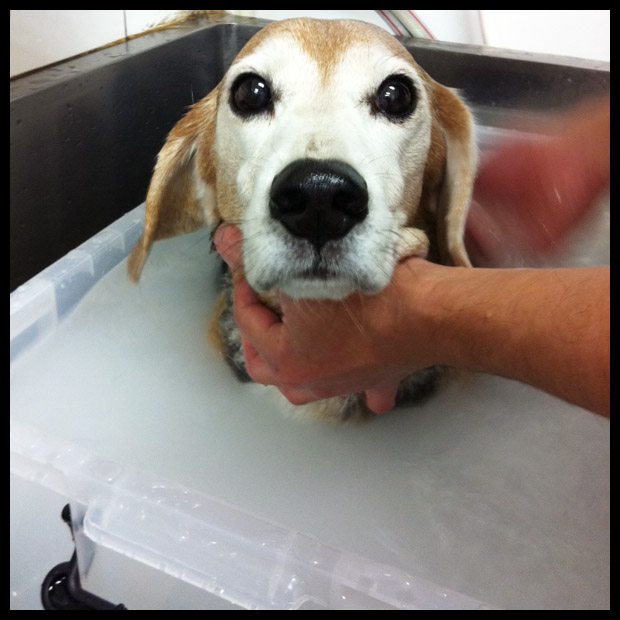 �}�C�N���o�u���摜6