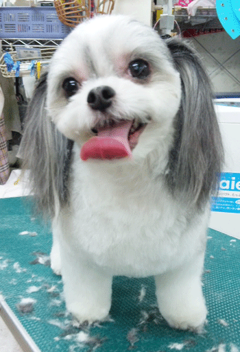 �~�b�N�X���g���~���O�摜10