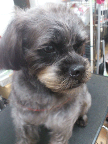 �~�b�N�X���g���~���O�摜2