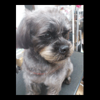 �g���~���O�摜�~�b�N�X��2