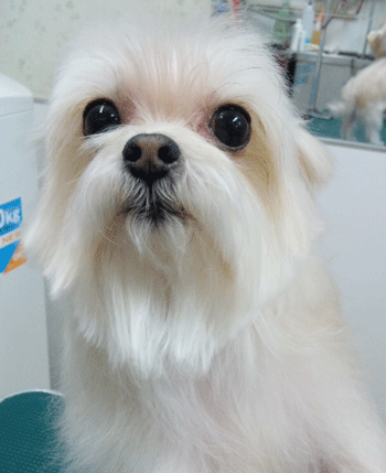 �~�b�N�X���g���~���O�摜4