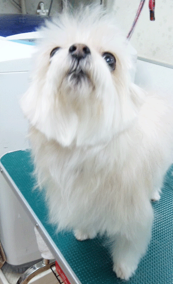 �~�b�N�X���g���~���O�摜6