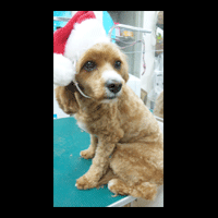 �g���~���O�摜�~�b�N�X��7