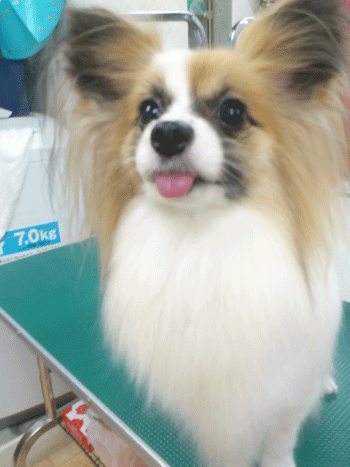 �p�s�����g���~���O�摜1