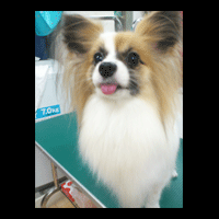 �g���~���O�摜�p�s����1